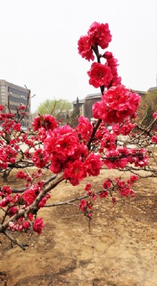 红色桃花树枝摄影图