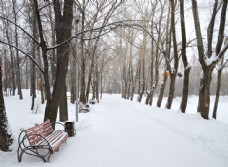 冬天雪景冬天树林道路雪景图片