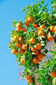 图片素材结满橙子的树枝图片
