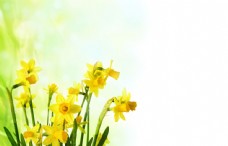 鲜花摄影黄色水仙花图片