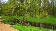 绿树小溪旁的绿色草地与树木图片