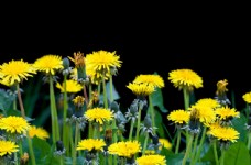 鲜花摄影盛开的黄色菊花图片