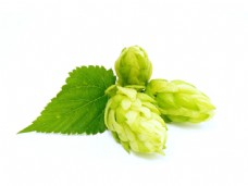 花叶带绿叶的啤酒花图片