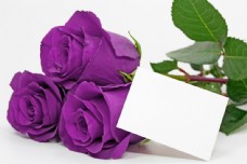 紫色玫瑰花与花瓣图片