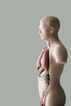 人体模型内的器官模型图片