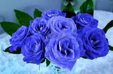 一束漂亮的蓝玫瑰