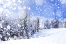 雪山冬季美丽的树林和雪地图片