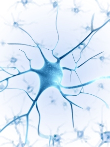 人体器官人体神经器官图片