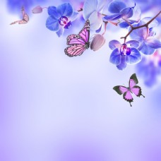 树木蝴蝶与花朵图片