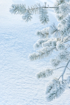大自然雪松摄影图片