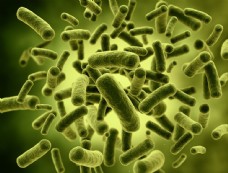 其他生物细菌病毒图片
