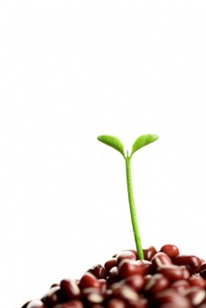 发芽茁状成长的树苗图片
