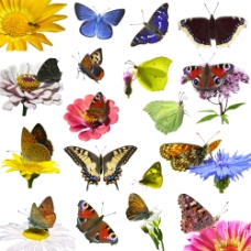 其他生物蝴蝶和花朵图片图片