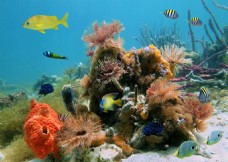 海底世界珊瑚摄影海洋生物