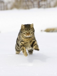 雪地上奔跑的小猫图片