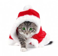 圣诞节帽子与可爱猫咪图片