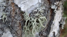 树干上的苔藓图片