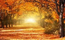 秋天景观高清摄影