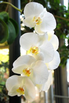 鲜花摄影白色蝴蝶兰图片