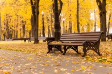 树木秋天树林里的椅子图片