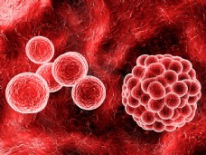 血细胞图片