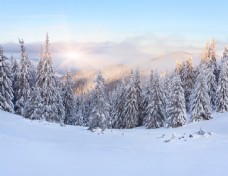 冬天雪景美丽冬天树林雪景图片