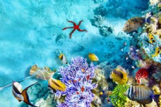 大自然美丽的蓝色海底世界图片