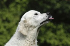 伸着舌头的白色宠物狗图片