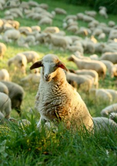 场地牧场羊群图片