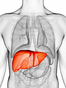 男性肝脏器官图片
