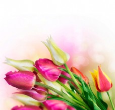温馨郁金香鲜花图片