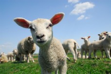 场地草地上的羊群图片