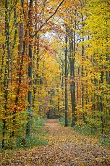 树木树叶秋季秋季森林森林森林路径树木秋天的落叶金色的秋天