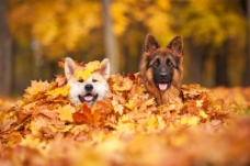 树叶里的狗图片