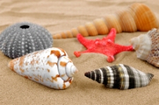 沙滩上的海螺和贝壳图片