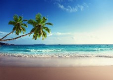 大自然海滩椰树风景图片
