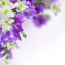 树木美丽的白色与紫色花朵图片