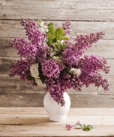 紫色鲜花花盆图片