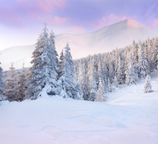 雪山美丽的冬天树林风景图片