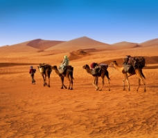 沙漠里的骆驼与人图片