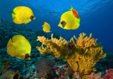 黄色鱼儿与珊瑚图片