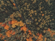 飞行，性质，飞行，森林，树木，顶部，秋季，秋天