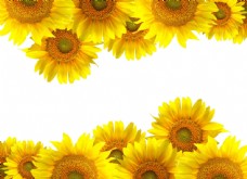 鲜花摄影向日葵背景边框图片