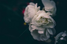 花，白，背景虚化，玫瑰