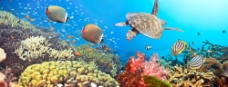 海底世界与鱼类动物图片