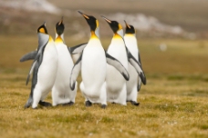 草地上的企鹅图片