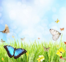 树木蝴蝶与鲜花草地背景图片