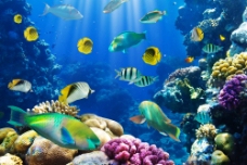 色彩斑斓的海底世界图片