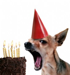 可爱狗狗可爱小狗与生日蛋糕图片