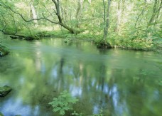 河流绿树自然景色图片